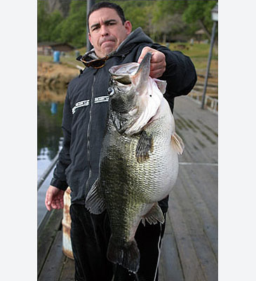 Record photograph for Micropterus salmoides